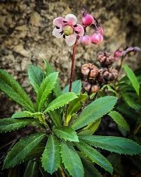 Attēlu rezultāti vaicājumam “Chimaphila umbellata”
