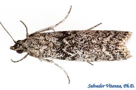 Attēlu rezultāti vaicājumam “Pyralididae”