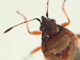 Attēlu rezultāti vaicājumam “Kleidocerys resedae imago”