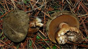 Attēlu rezultāti vaicājumam “Porphyrellus porphyrosporus”