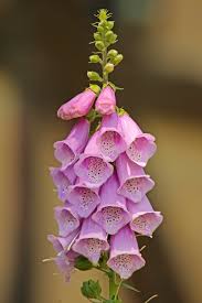 Image result for Fingerhut rot