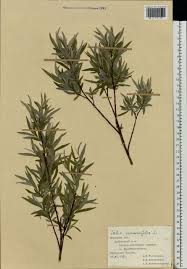 Attēlu rezultāti vaicājumam “Salix rosmarinifolia”