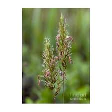Attēlu rezultāti vaicājumam “Anthoxanthum odoratum flower”