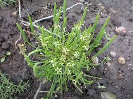 Attēlu rezultāti vaicājumam “Myosurus minimus”