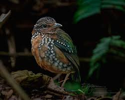 Attēlu rezultāti vaicājumam “Turdus pilaris juvenile”