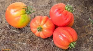 Afbeeldingsresultaat voor mortgage lifter bicolor strain tomato