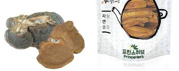 Attēlu rezultāti vaicājumam “Phellinus”