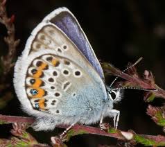 Attēlu rezultāti vaicājumam “Plebejus argus”