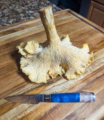 Attēlu rezultāti vaicājumam “Lycogala confusum young”