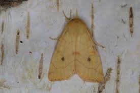 Attēlu rezultāti vaicājumam “Enargia paleacea”