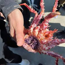Image result for Lithodes maja