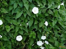 Attēlu rezultāti vaicājumam “Calystegia inflata flower”