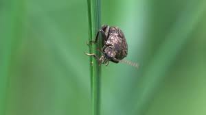 Attēlu rezultāti vaicājumam “Agrypnus murinus”