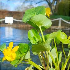 Attēlu rezultāti vaicājumam “Caltha palustris fruit”