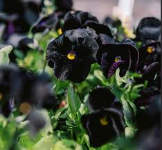 Image result for Viola x wittrockiana `Hiemalis`