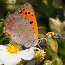 Attēlu rezultāti vaicājumam “Lycaena phlaeas underside”