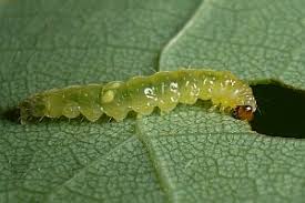 Attēlu rezultāti vaicājumam “Roeslerstammia erxlebella”