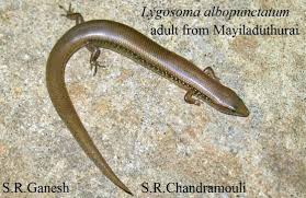 Attēlu rezultāti vaicājumam “Lycogala asperum young”