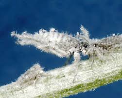 Attēlu rezultāti vaicājumam “Schizolachnus pineti”