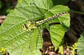 Attēlu rezultāti vaicājumam “Ophiogomphus cecilia”