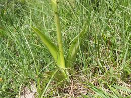 Attēlu rezultāti vaicājumam “Orchis militaris leaf”