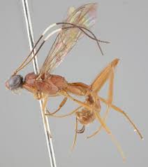 Attēlu rezultāti vaicājumam “Diphyus latebricola”