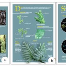 Attēlu rezultāti vaicājumam “Pteropsida”