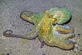 Image result for Octopus vulgaris