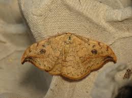 Attēlu rezultāti vaicājumam “Drepana falcataria”