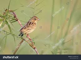 Image result for Emberiza fucata