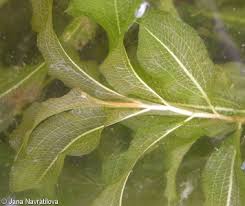 Attēlu rezultāti vaicājumam “Potamogeton lucens leaf”