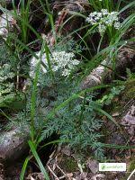 Attēlu rezultāti vaicājumam “Peucedanum palustre fruit”
