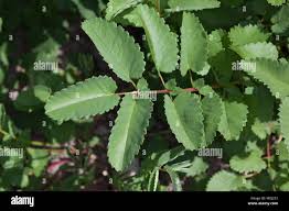 Attēlu rezultāti vaicājumam “Sanguisorba officinalis leaf”