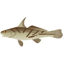 Image result for Menticirrhus saxatilis