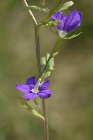 Image result for Legousia speculum-veneris