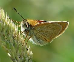 Attēlu rezultāti vaicājumam “Thymelicus lineola female”