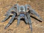 Aphonopelma crinirufum -