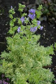 Attēlu rezultāti vaicājumam “Polemonium caeruleum bud”