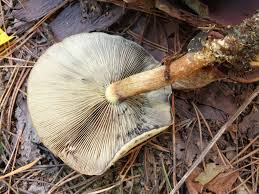 Attēlu rezultāti vaicājumam “Hypholoma lateritium”