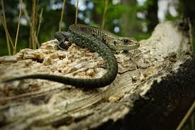 Attēlu rezultāti vaicājumam “Lacerta vivipara female”