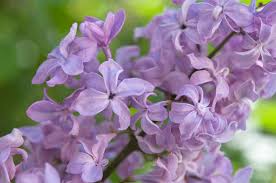 Attēlu rezultāti vaicājumam “Syringa vulgaris flower”