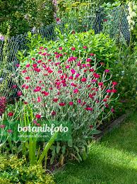Image result for Lychnis coronaria