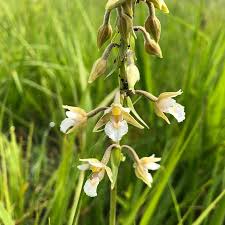 Attēlu rezultāti vaicājumam “Epipactis palustris leaf”