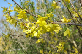 Attēlu rezultāti vaicājumam “Forsythia suspensa”
