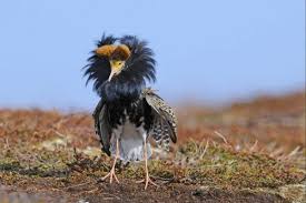 Attēlu rezultāti vaicājumam “Philomachus pugnax adult”