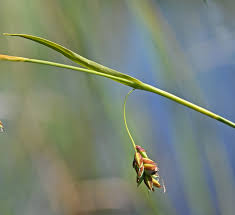 Attēlu rezultāti vaicājumam “Carex loliacea leaf”