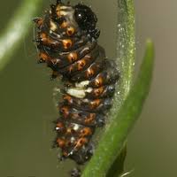 Attēlu rezultāti vaicājumam “Papilio machaon larva”