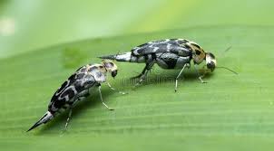 Attēlu rezultāti vaicājumam “Mordellidae”