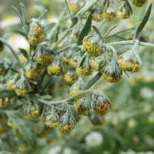 Image result for Artemisia absinthium