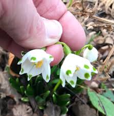 Attēlu rezultāti vaicājumam “Leucojum vernum var. carpathicum flower”